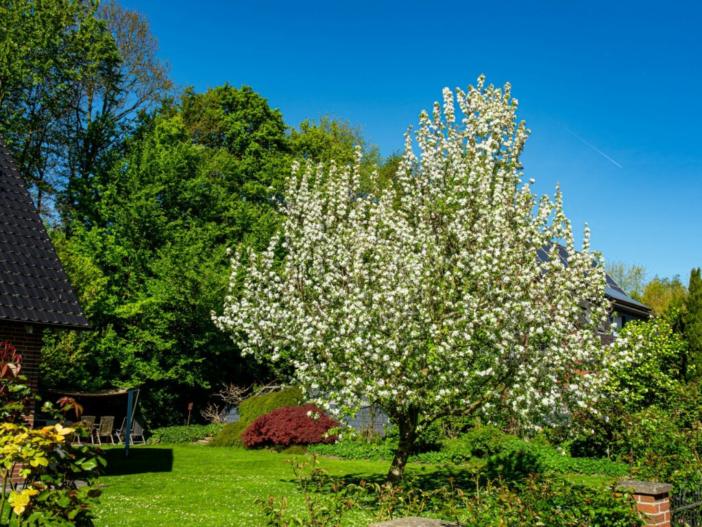 A blooming white tree in a lush green garden.