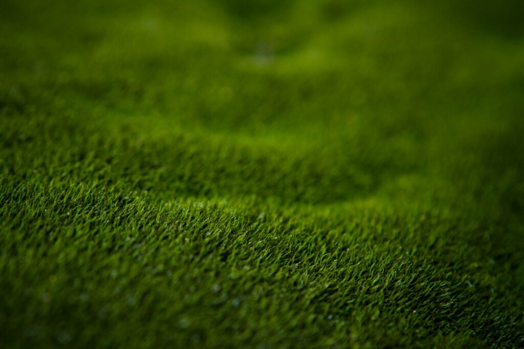 green grass in close up photography